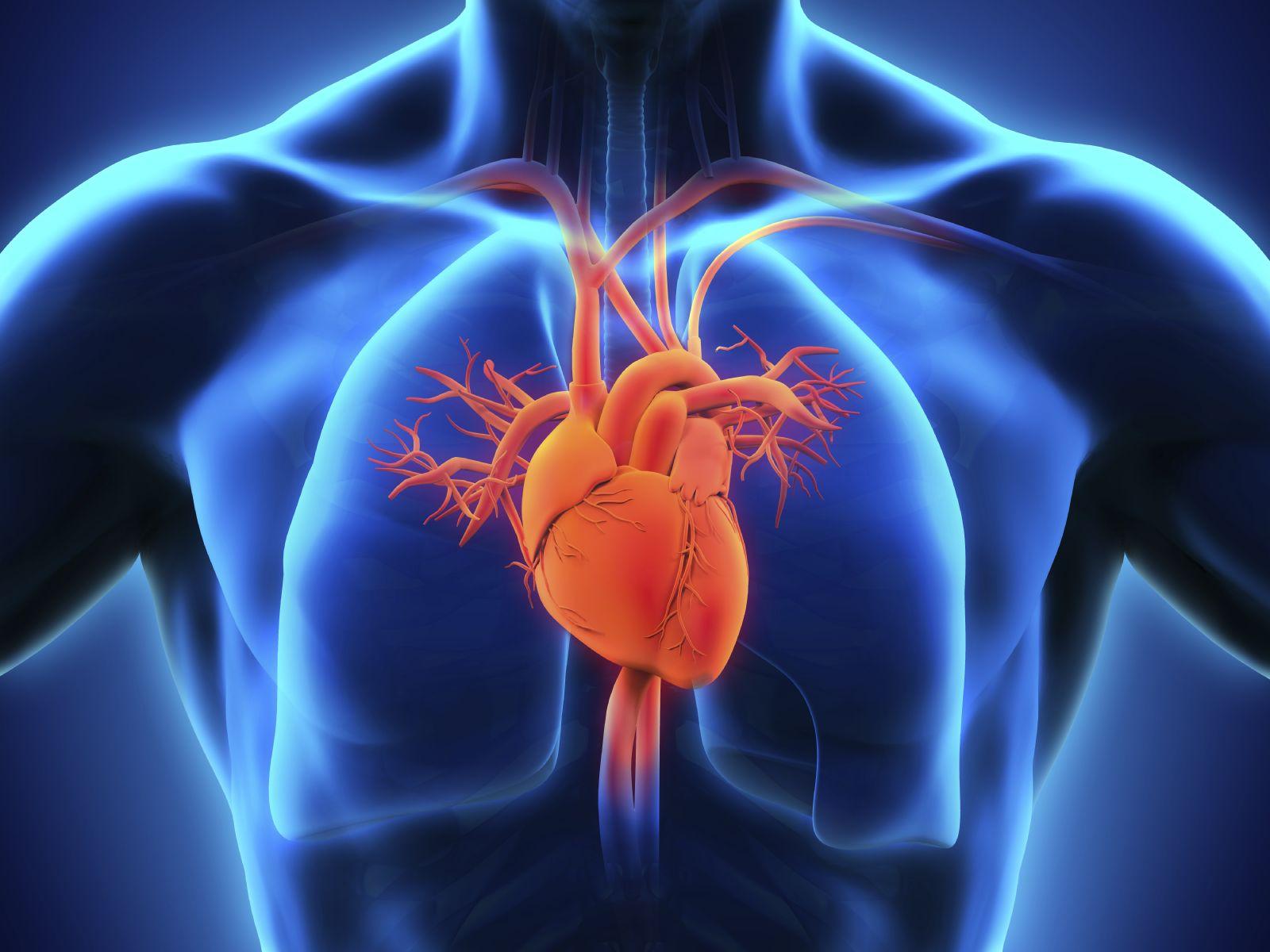 Cardiovascular System