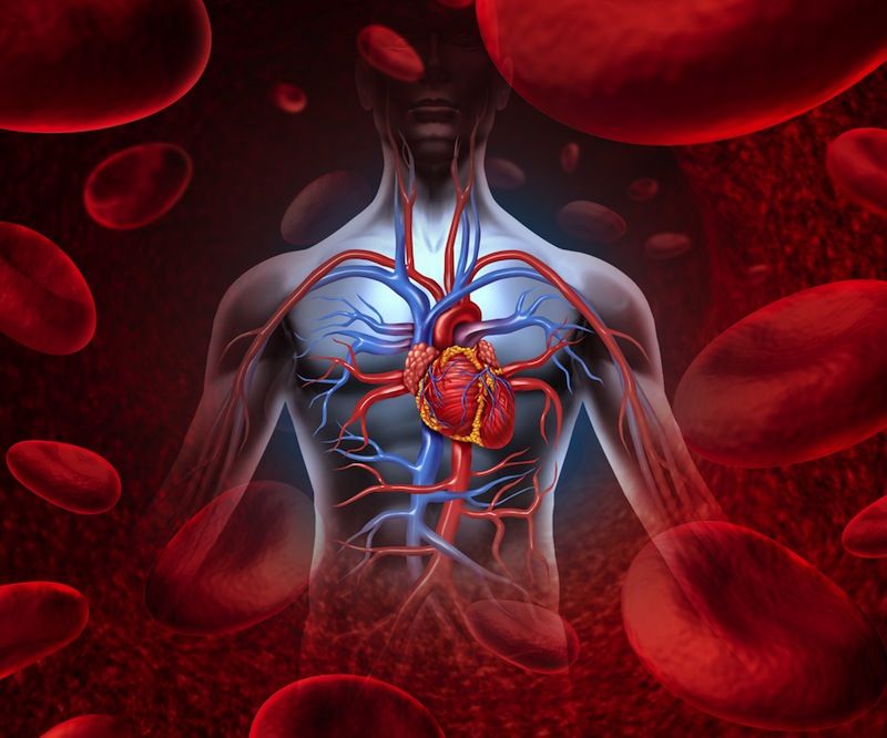 Circulatory System