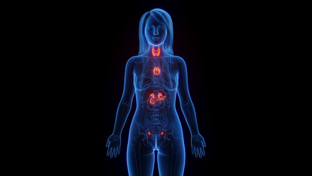 Endocrine System