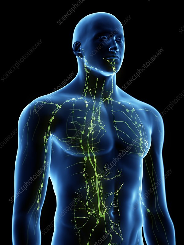 Lymphatic System
