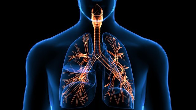 Respiratory System