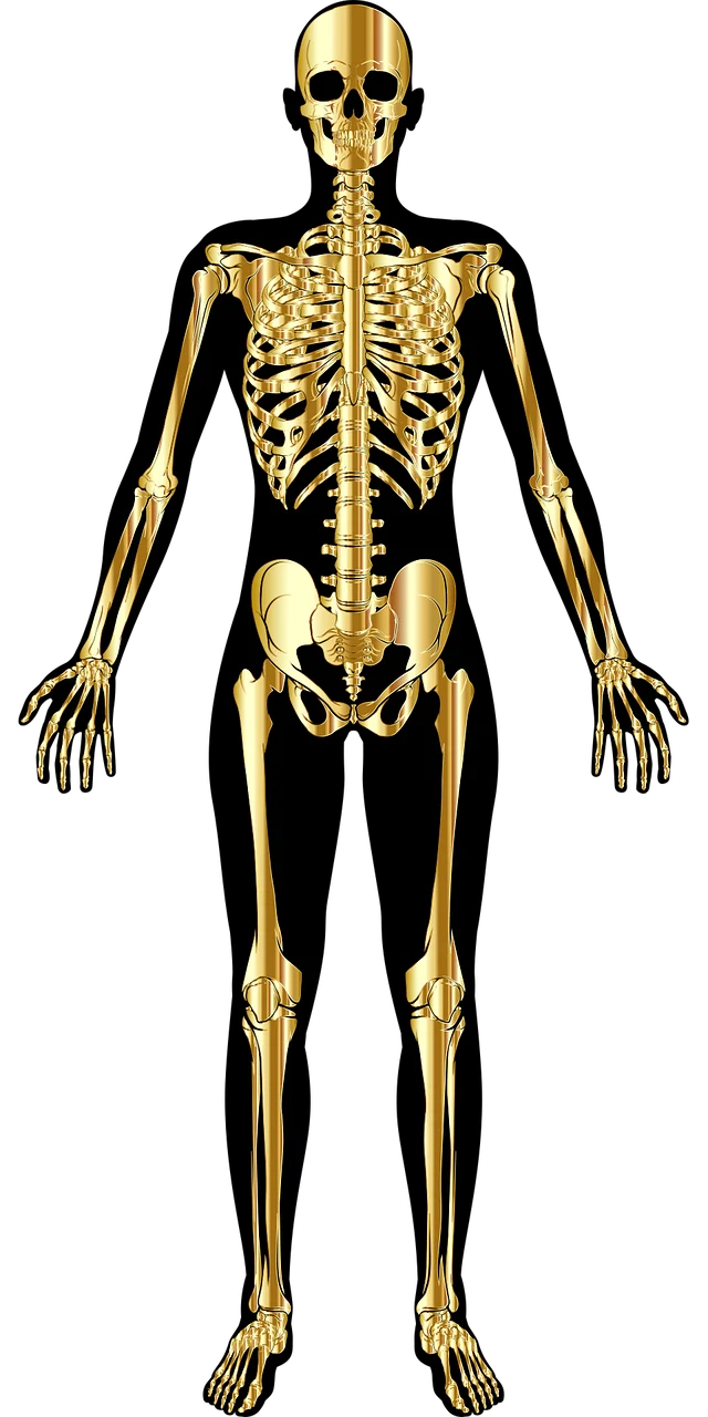 Skeletal System