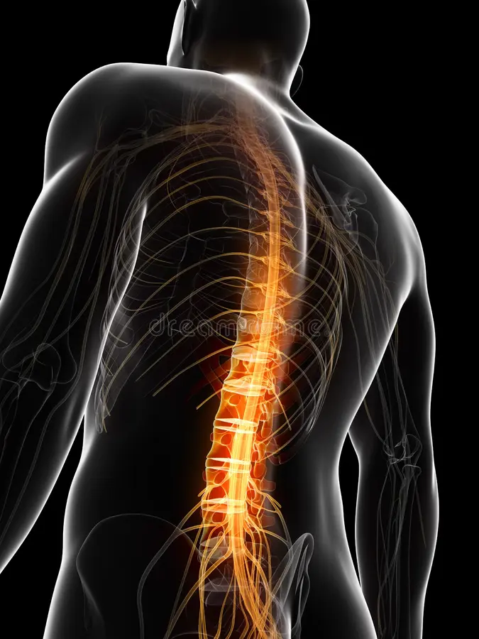 Spinal Cord