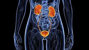 Urinary System